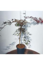 Acer palmatum Tamukeyama C10 Lit. Na steblu 80 cm