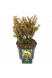 Taxus baccata Semperaurea C2,5 Lit. 25-30 cm