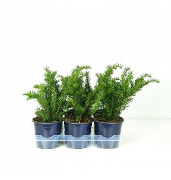 Taxus baccata Repandens Ø15 15-20 cm