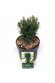 Taxus baccata Funny Jewel ᴾᴮᴿ = ' Wilco Green' C2,5 Lit. 25-30 cm
