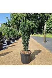 Taxus baccata Fast. Robusta C18 Lit. 70-80 cm