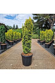 Taxus baccata Fast. David C18 Lit. 80-90 cm