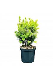 Taxus baccata Dwarf Bright Gold C2,5 Lit. 20-25 cm