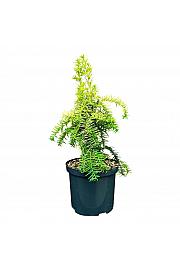 Taxus baccata Dovastonii Aurea C2,5 Lit. 25-30 cm