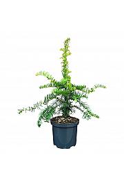 Taxus baccata Dovastoniana C2,5 Lit. 25-30 cm