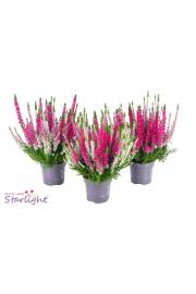 Calluna Beauty Ladies Starlight  Ø 9,5 Trio