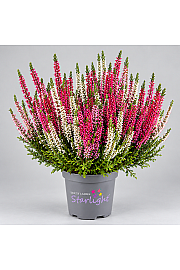 Calluna Beauty Ladies Starlight  Ø 9,5 Trio