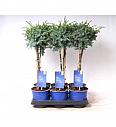 Juniperus chinensis Blue Alps Ø15 Na steblu 30 cm