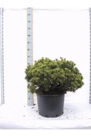 Pinus mugo Mops C15 Lit. 60-70 cm
