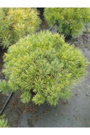 Pinus mugo Mughus C35 Lit. 80-100 cm