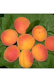 Prunus armeniaca Ungarische Beste C5 Lit. 60-80 cm Na steblu 40 cm