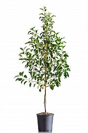 Malus domestica Signe Tillisch C10 Lit. 125-150 cm