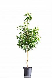 Malus domestica Kaiser Wilhelm C10 Lit. 125-150 cm