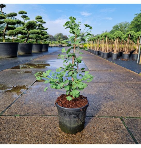 Ginkgo biloba Little Emperor C6 Lit. 40-50 cm