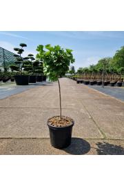 Ginkgo biloba Mariken C6 Lit. Na steblu 40 cm
