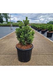 Pinus mugo Picobello C11 Lit. 30-35 cm
