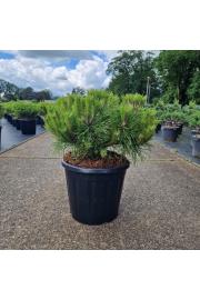 Pinus densiflora Low Glow C15 Lit. 35-40 cm