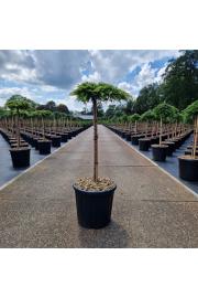 Juniperus communis Lemon Carpet C15 Lit. Na steblu 60 cm