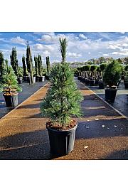 Pinus flexilis Van de Wolfs Pyramid C20 Lit. 70-80 cm