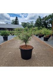 Fagus sylvatica Mercedes C12 Lit. 50-60 cm