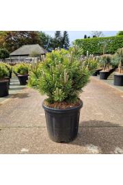 Pinus mugo Wintergold C18 Lit. 40/+ cm