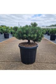 Pinus mugo March C18 Lit. 40/+ cm