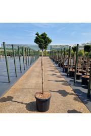 Chamaecyparis obtusa Nana Gracilis C18 Lit. Na steblu 80 cm