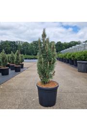 Pinus nigra Komet C20 Lit. 70-80 cm