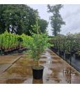 Ginkgo biloba Fastigiata Blagon C35 Lit. 125-150 cm