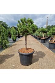Pinus mugo Carstens Wintergold C35 Lit. Na steblu 40 cm Krošnja 40-50 cm