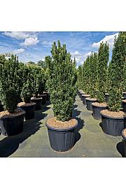 Cephalotaxus harringtonia Fastigiata C110 Lit. 120-140 cm