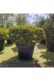 Pinus mugo Wintergold C110 Lit. 100/+ cm