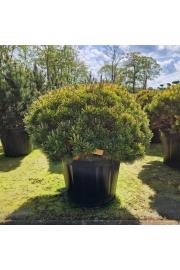 Pinus mugo Wintergold C130 Lit. 100-120 cm