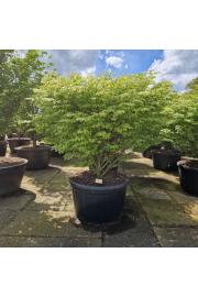Euonymus alatus Compactus C280 Lit. 150-160 cm