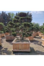 Pinus mugo Gnom v lesenem koritu 110x110 cm 180-200 cm Bonsai