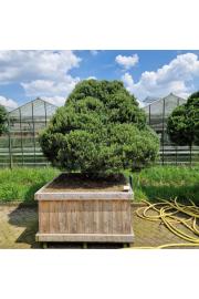 Pinus sylvestris Norsky v lesenem koritu 130x130 cm 250-300 cm Bonsai