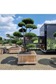 Pinus sylvestris Norsky v lesenem koritu 130x130 cm 250-275 cm Bonsai