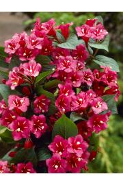 Weigela Bristol Ruby C7,5 Lit. Na steblu 60 cm