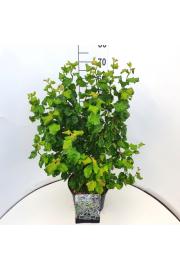 Corylus avelana Scooter C7,5 Lit. 60-80 cm