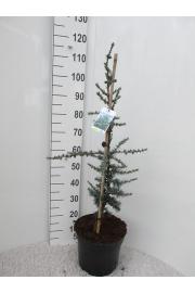 Cedrus libani Glauca C10 Lit. 80-100 cm