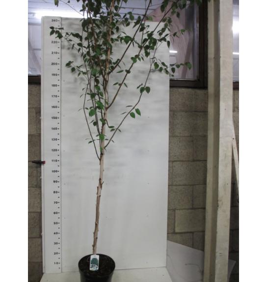 Betula utilis Jacquemontii C7,5 Lit. 175-200 cm