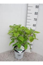 Hydrangea arborescens Strong Annabelle C10 Lit. 50-60 cm