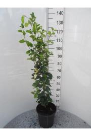 Fagus sylvatica Dawyck C10 Lit. 100-125 cm