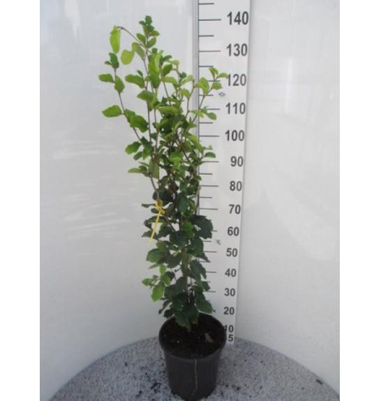 Fagus sylvatica Dawyck C10 Lit. 100-125 cm