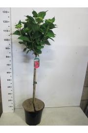 Hydrangea macrophylla Kings Red C10 Lit. Na steblu 70 cm