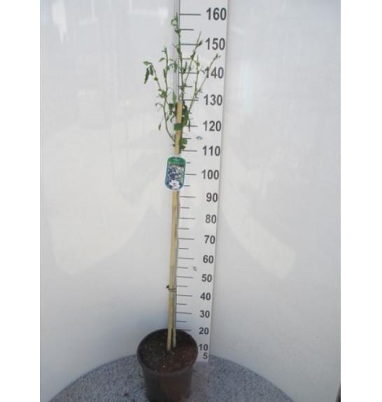 Hibiscus syriacus Totus Albus C10 Lit. Na steblu 100 cm