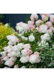 Hydrangea paniculata Phantom C10 Lit. Na steblu 80 cm