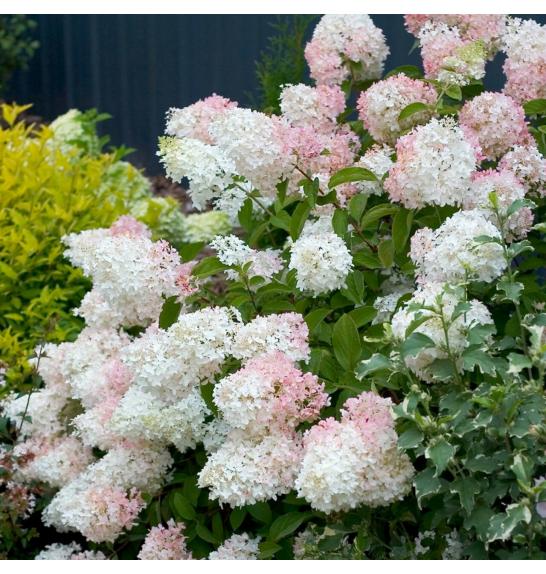 Hydrangea paniculata Phantom C10 Lit. Na steblu 80 cm