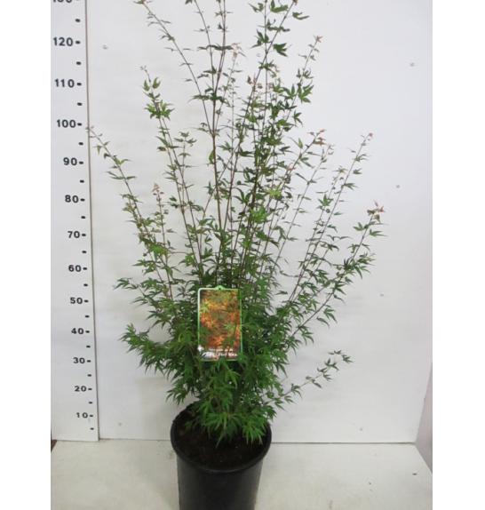 Acer palmatum Wilson's Pink Dwarf C10 Lit. 60-80 cm