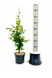 Fagus sylvatica Fastigiata Icefire C10 Lit. 100-125 cm